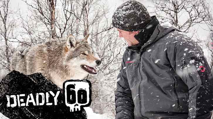 مستند 60 جانور مرگبار Deadly 60 قسمت 31 با دوبله فارسی