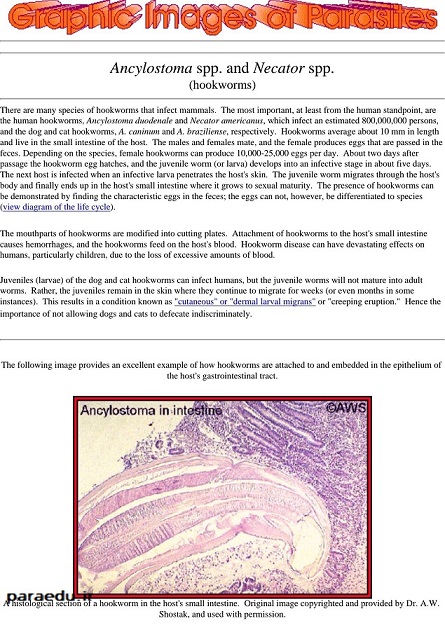 دانلود کتاب مصور انگل شناسی graphic images of parasites