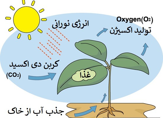 غذا سازی