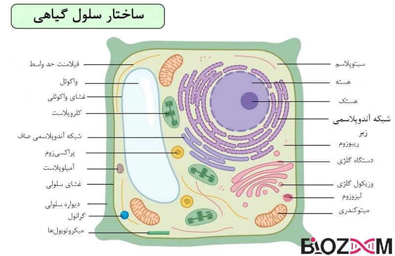 سلول گیاهی