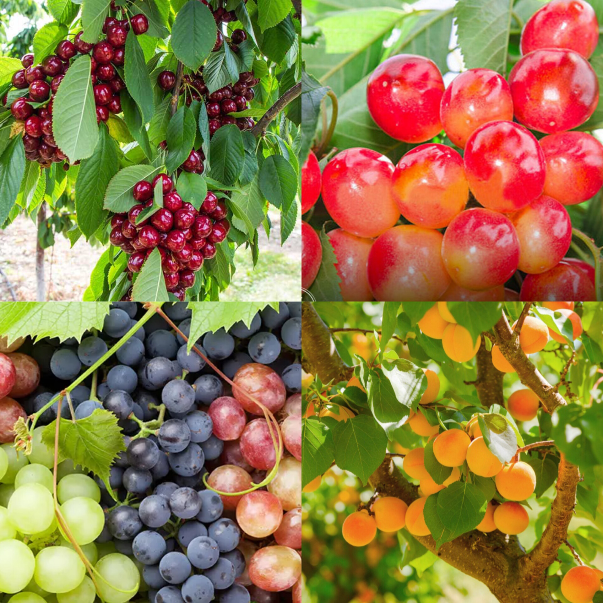 انگور، زردآلو، گیلاس زرد و سرخ