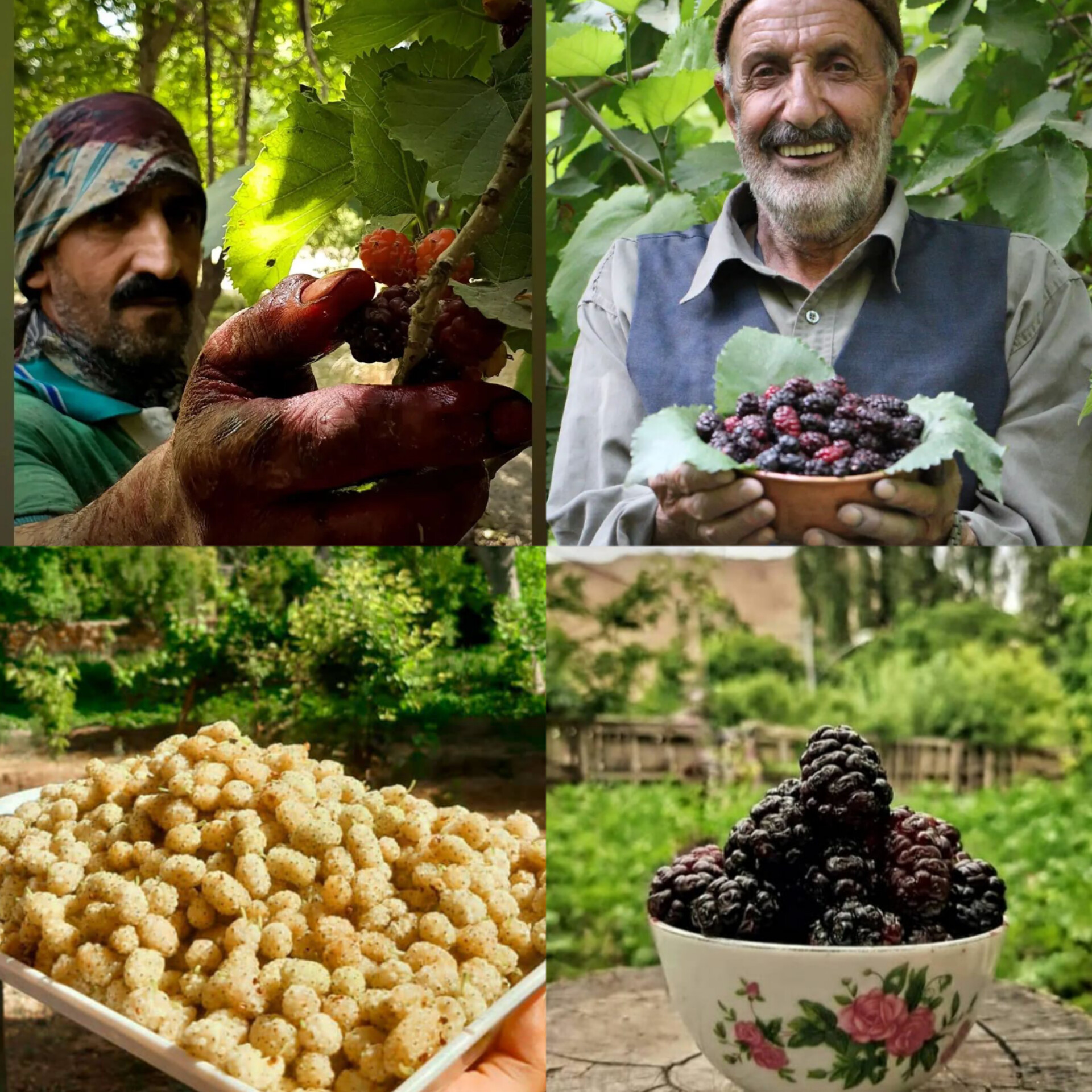 شاه توت ، توت ، سیب و گلابی 